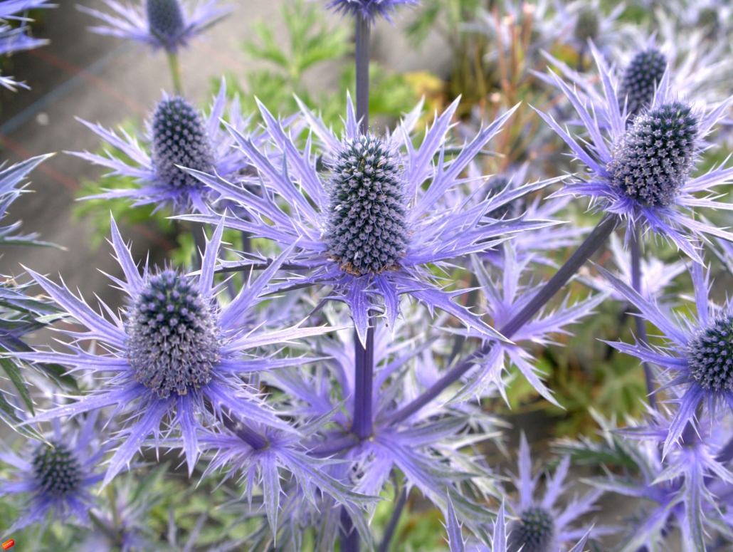Eryngium 'Big Blue' Denis Plants