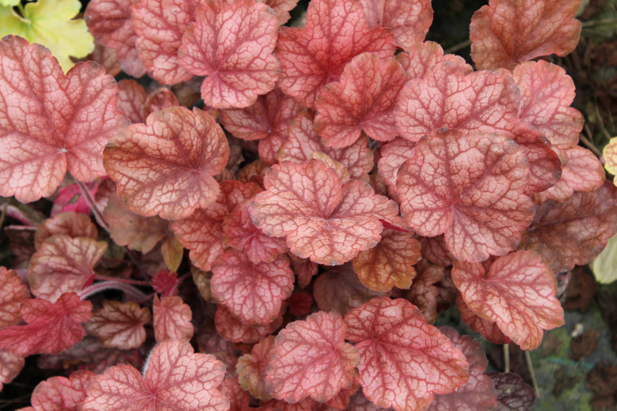 Heuchera ‘Pinot Gris’® - Denis Plants
