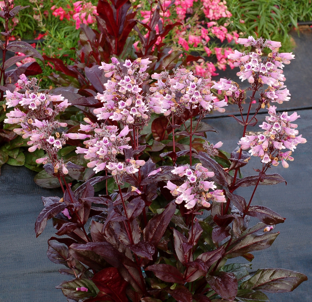 Penstemon Dakota™ �Burgundy� Denis Plants