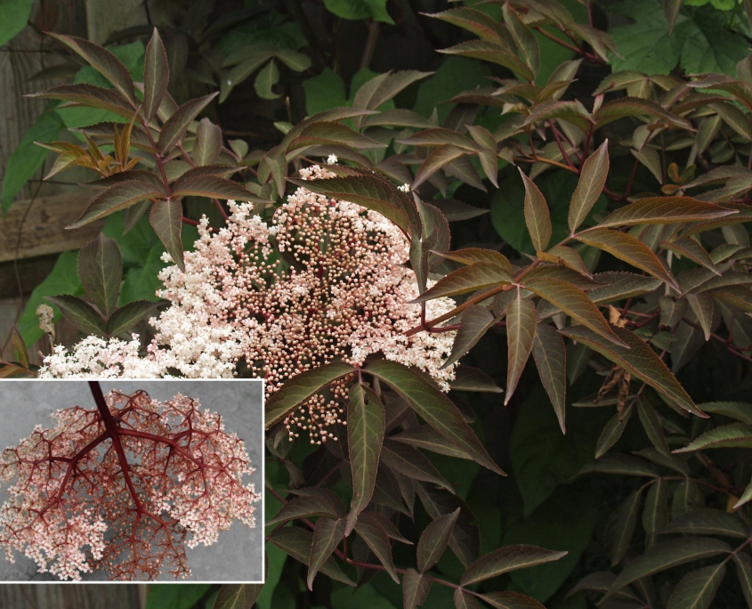 Sambucus 'Chocolate Marzipan' Denis Plants