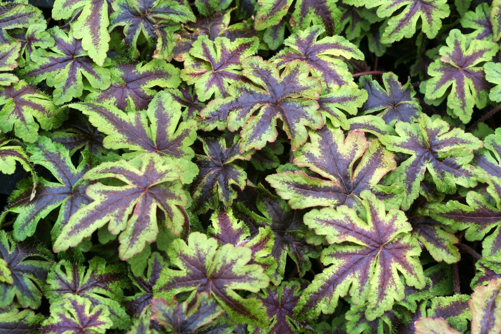 Tiarella 'Jeepers Creepers'® Denis Plants
