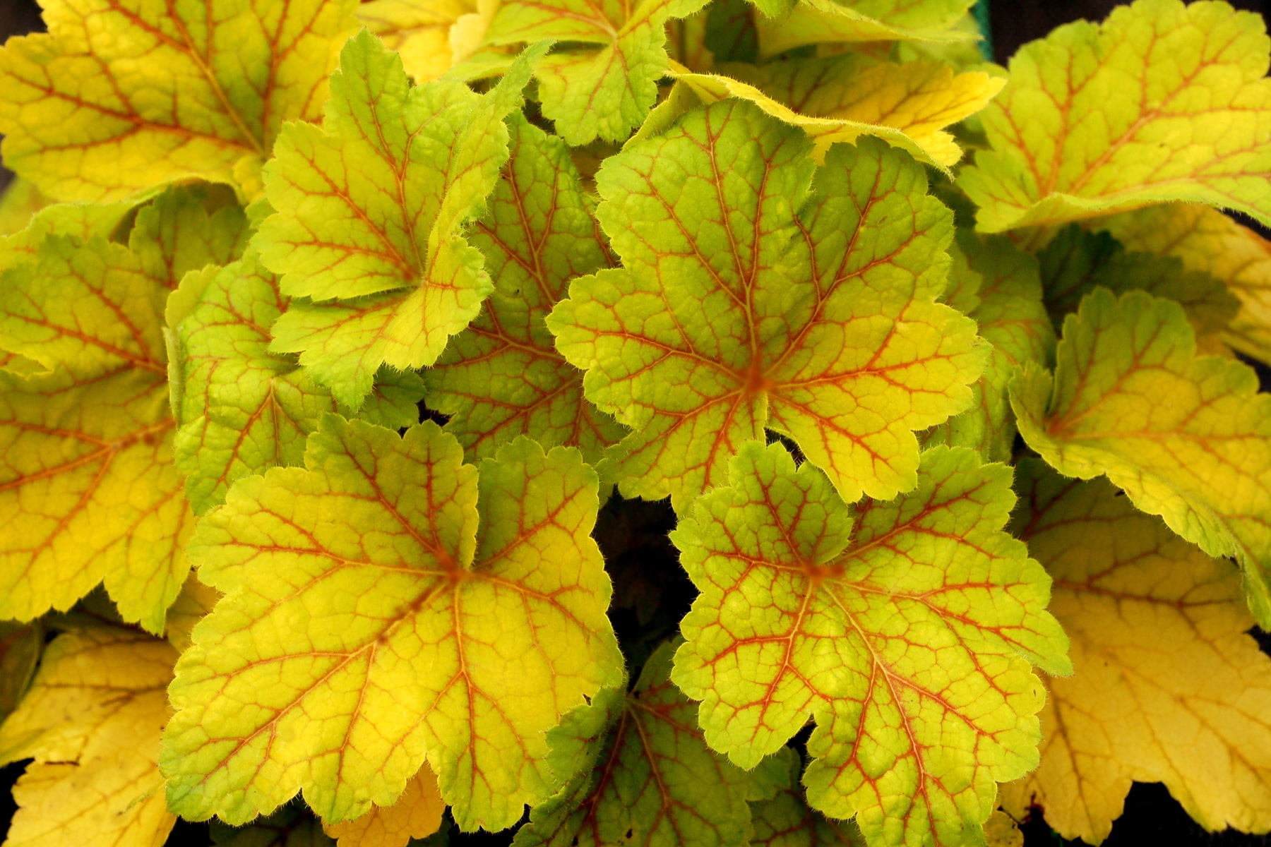 Heuchera 'Electric Lime'® Denis Plants