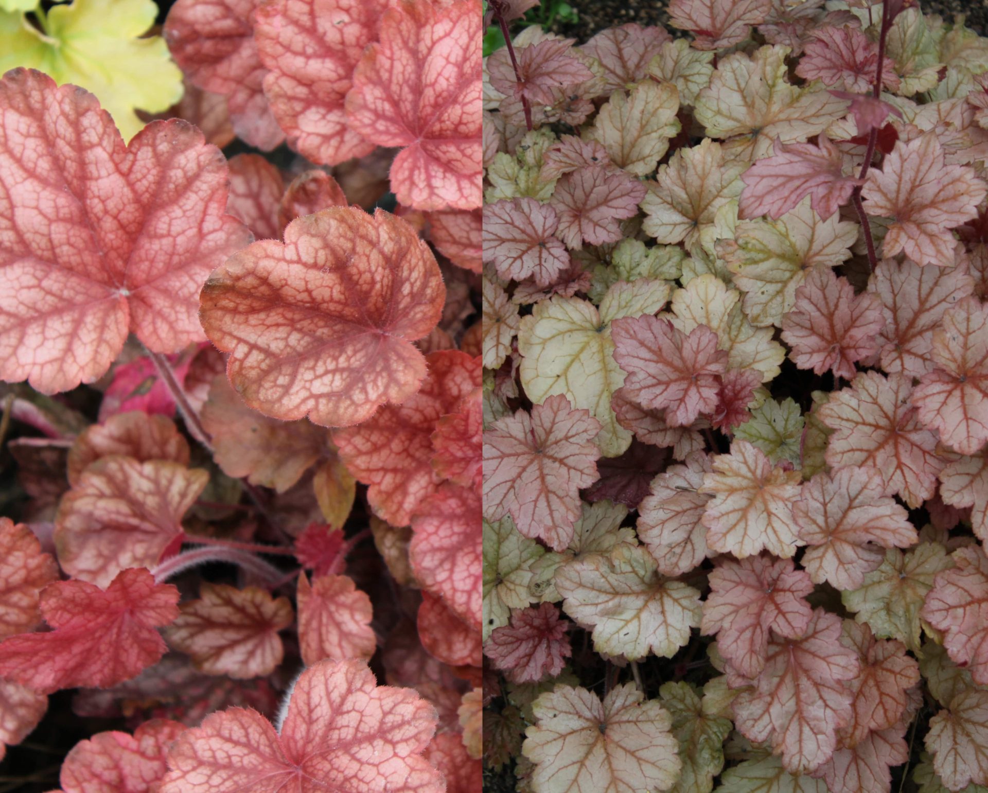 Heuchera ‘Pinot Gris’® - Denis Plants