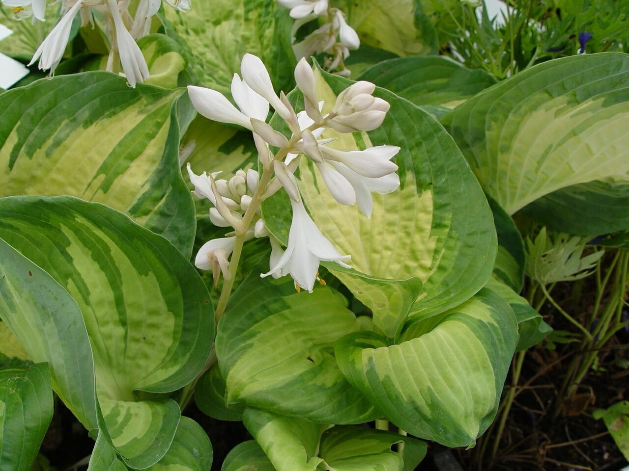 Хоста гибридная sharmon. Хоста гибридная sharmon. Хоста (hosta) sharmon. Хоста шармон. Хоста гибридная шармон.