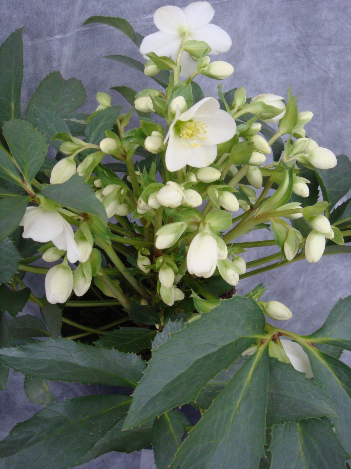 Helleborus nigercors 'Crystal Love'® Denis Plants