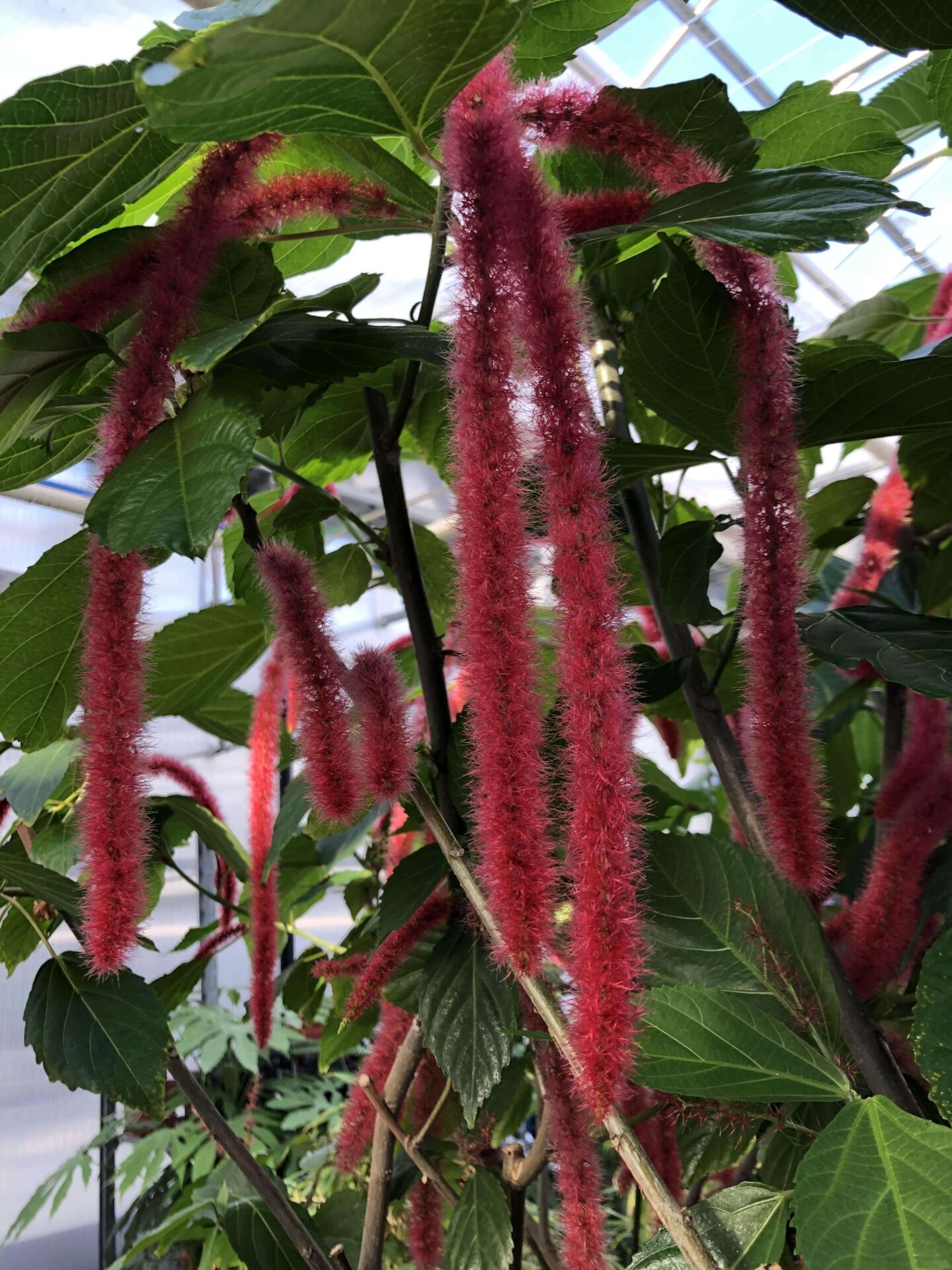 Acalypha hispida - Denis Plants