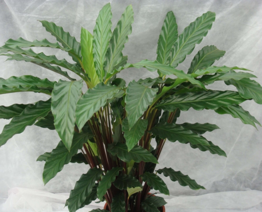 Calathea 'Mirosha' - Denis Plants