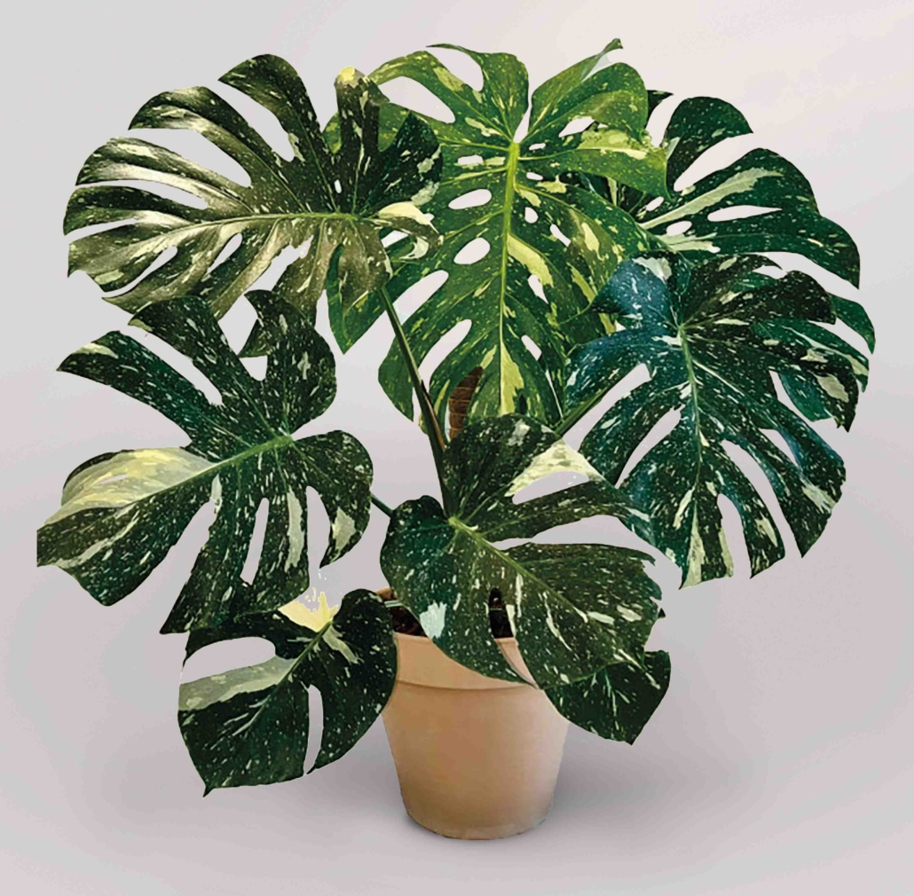 Levering Sjaelden Plante Monstera Deliciosa Thai Konstellation main image 1