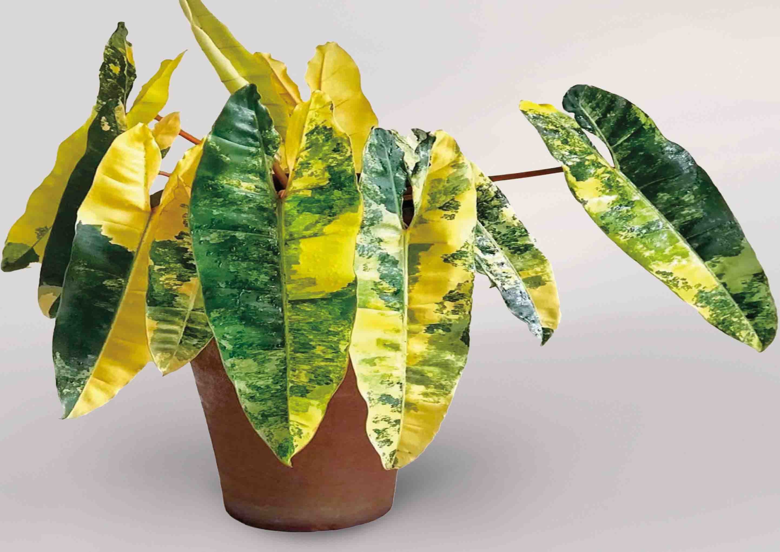 Philodendron billietiae 'Variegata' - Denis Plants