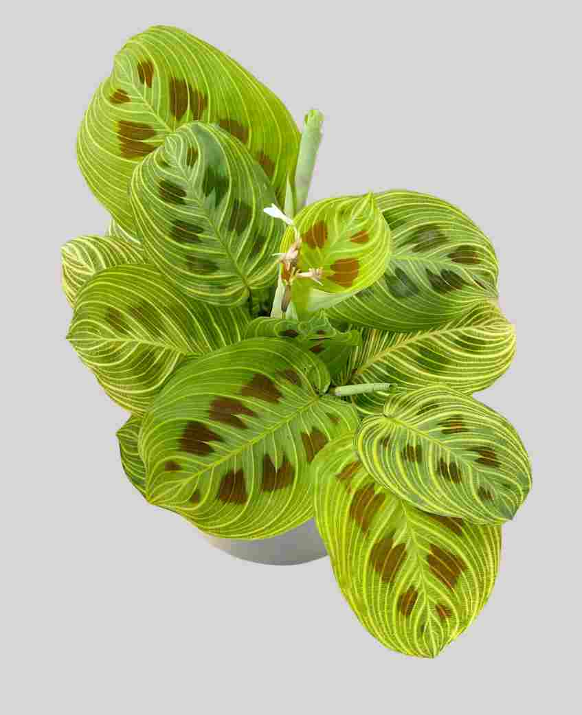 Marantha Riscada Marantha 'Gold Wire (Fantasy)' - Denis Plants