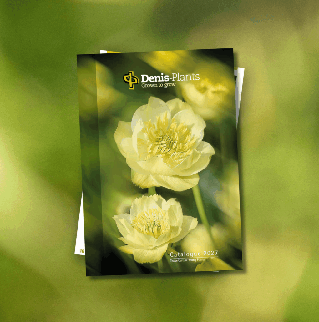 Catalogue Website 2027 LR